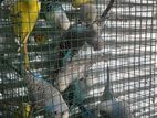 Breeding Pairs