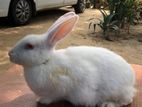 Breeding Rabbit