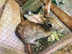 Breeding Rabbit Pair