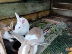 Breeding Rabbit Pairs