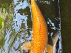 Breeding Size Koi 20 Inch