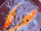 Koi Fish