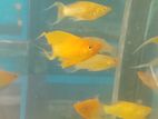Breeding Size Molly Fish(xl)