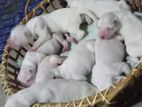 Dalmation Puppies