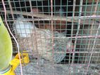 BRAHMA HENS With ROOSTER