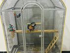 Birds Cage