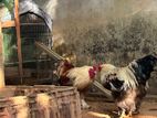 Bantam Chickens