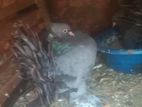 Pigeon