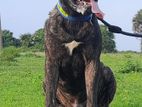 Brindle Bullmastiff Male for Crossing