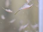 Brine Shrimp
