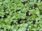 Brinjal Plants