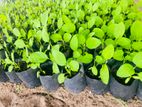Brinjal Plant
