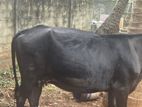 Brisijan Jersey Mix Pregnant Cow