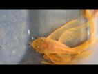 Bristlenose Fish
