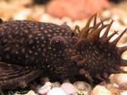 Bristlenose pleco