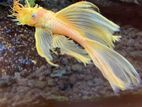 Bristlenose Pleco