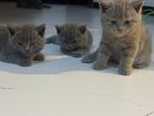 British Shorthair Kitten