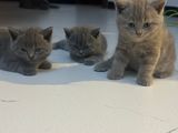 British Shorthair Kitten