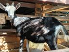 British Alpine Goat