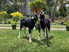 Male Goats