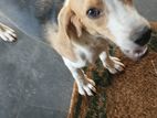British Beagle Female Dog