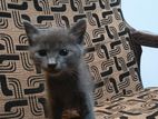 British Gray Cat