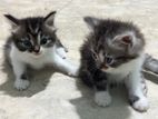 British Long Hair Kittens
