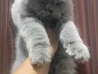 British Long Hair Cat