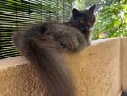 British Long Hair Grey Cat