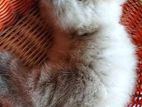 British Long Hair Himalayan Mixed Kitten