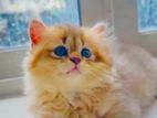British Long Hair Kitten