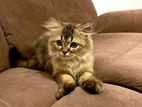British Long Hair Kitten