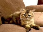 British long hair kitten