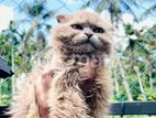British Long Hair Kitten