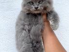 British Long Hair Kitten