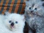 British Long Hair Kitten