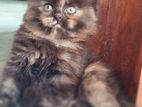 British Long Hair Kittens