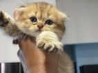 British Long Hair Kittens