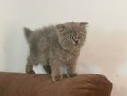 British Long Hair Kittens
