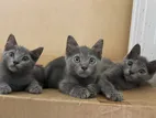 British Longhair Mix Kittens