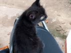 British Longhair Cat