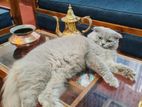 British longhair cat