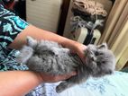 British Longhair Kittens