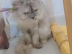 British Persian Cat