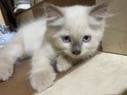 British Persian Cat