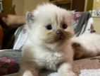 British Persian Mix Cats