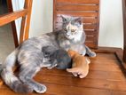 British Short Furr Crossed Kittens