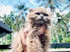 British Short Hair Kitten