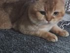 British Short Hair Cat