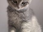 British Short Hair Cats